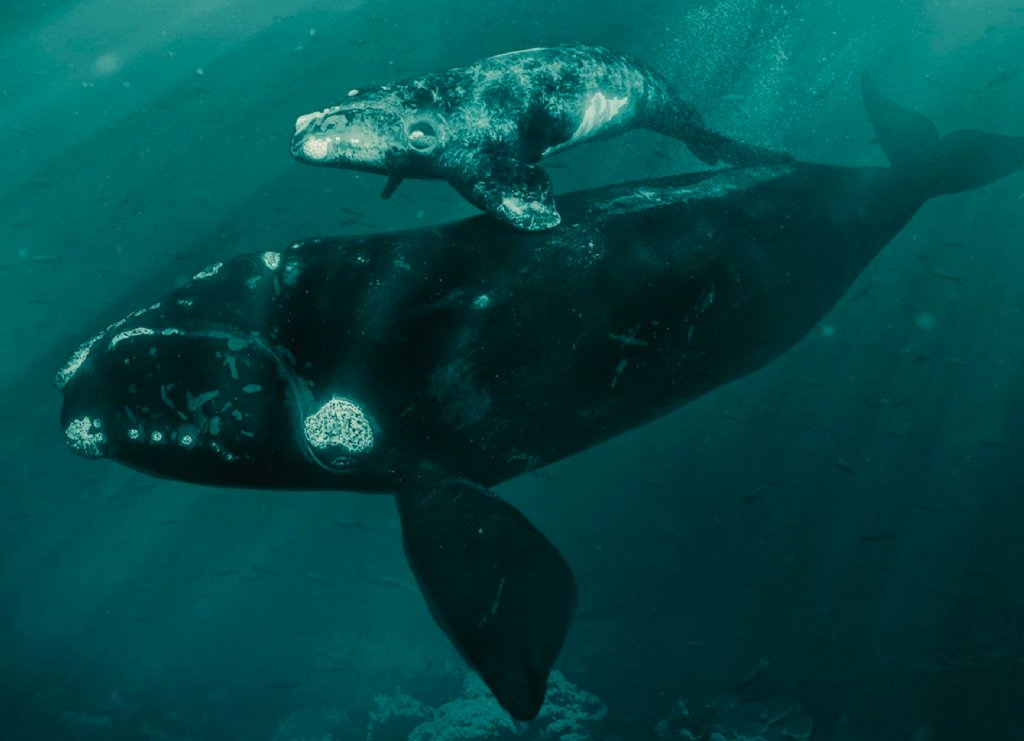 Last Of The Right Whales Rural Nations Scotland Cic