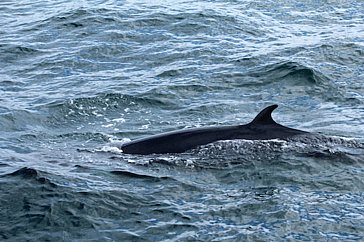 Whale Watching With Janet Marshall Rural Nations Scotland Cic